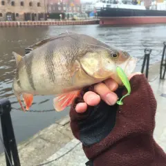 Okoń złapany na zielony dropshot, trzymany w dłoni w brązowej rękawiczce, na tle portu.