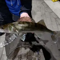 Jaką wędkę na sandacza wybrać, aby uniknąć nietrafionych zakupów?