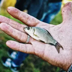 Wanilia na jakie ryby? Odkryj skuteczne przynęty i triki wędkarskie