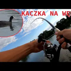 Przynęta kaczka - jak skutecznie łowić ryby i uniknąć porażek