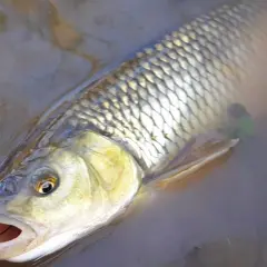 Skuteczne przynęty na jazia spinning w różnych warunkach wodnych