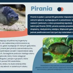 Ciekawostki o rybach: pirania z ostrymi zębami, drapieżnik z Amazonki, choć większość gatunków żywi się roślinami.