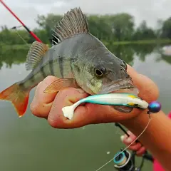 Okoń złapany na spinning, trzymany w dłoni z przynętą w pysku.