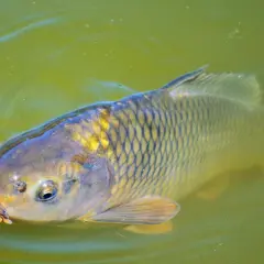Skuteczne przynęty na karpia w listopadzie, które przynoszą wyniki