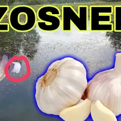 Czosnek na jakie ryby – skuteczne przynęty, które przyciągną ryby