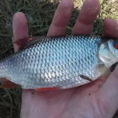 Najskuteczniejsze przynęty na płoć – jak złowić więcej ryb?