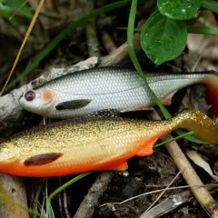 Skuteczne gumy przynęty na sandacza – wybierz najlepsze na połowy