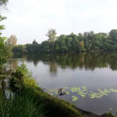 Spokojne jezioro Rokola otoczone bujną zielenią drzew, z liliami wodnymi na powierzchni.