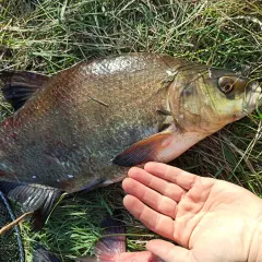 Duży karp leży na trawie, obok ludzka dłoń. Widać haczyk w pysku ryby, co sugeruje, na co bierze karp.