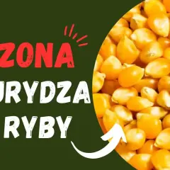 Jak kisić kukurydzę na ryby, aby przyciągnąć największe okonie