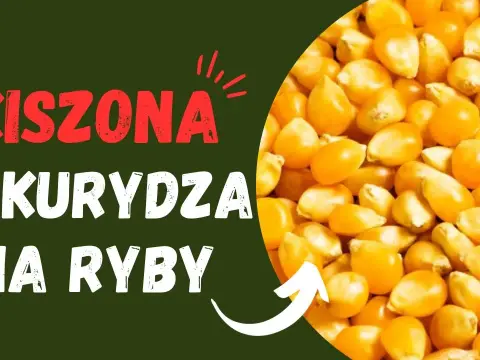 Jak kisić kukurydzę na ryby, aby przyciągnąć największe okonie