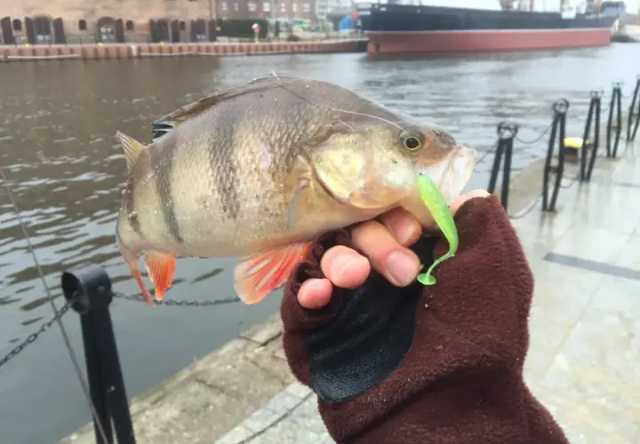 Okoń złapany na zielony dropshot, trzymany w dłoni w brązowej rękawiczce, na tle portu.