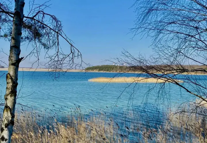 Wiosenny dzień nad Jeziorem Rybnickim. Woda lśni, a trzciny szumią na brzegu.