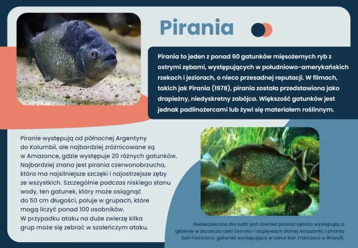 Ciekawostki o rybach: pirania z ostrymi zębami, drapieżnik z Amazonki, choć większość gatunków żywi się roślinami.