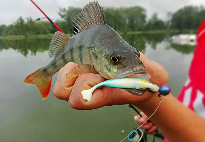 Okoń złapany na spinning, trzymany w dłoni z przynętą w pysku.
