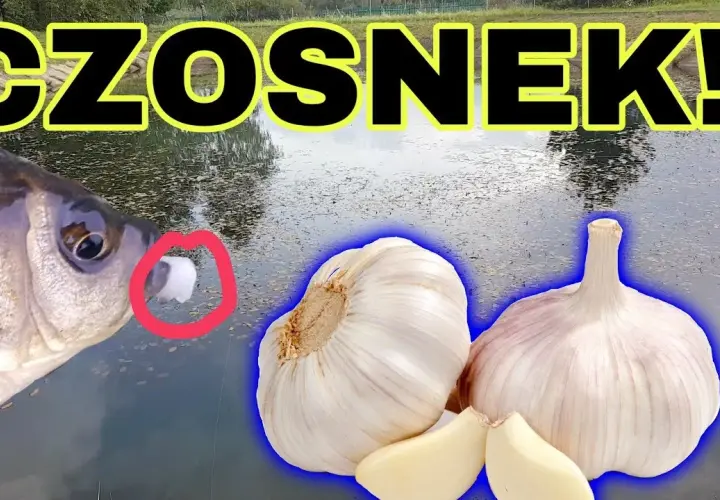 Czosnek na jakie ryby – skuteczne przynęty, które przyciągną ryby