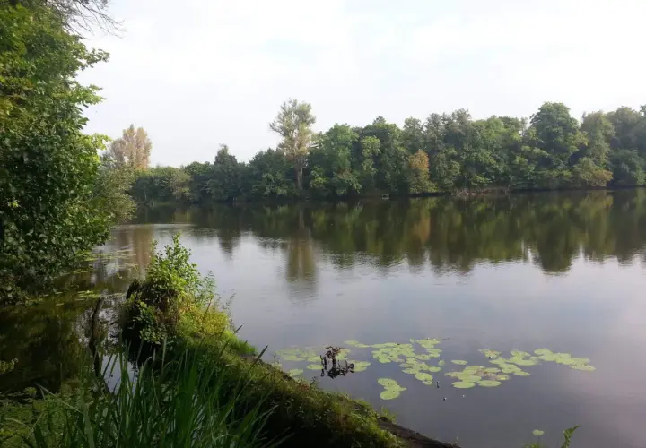 Spokojne jezioro Rokola otoczone bujną zielenią drzew, z liliami wodnymi na powierzchni.