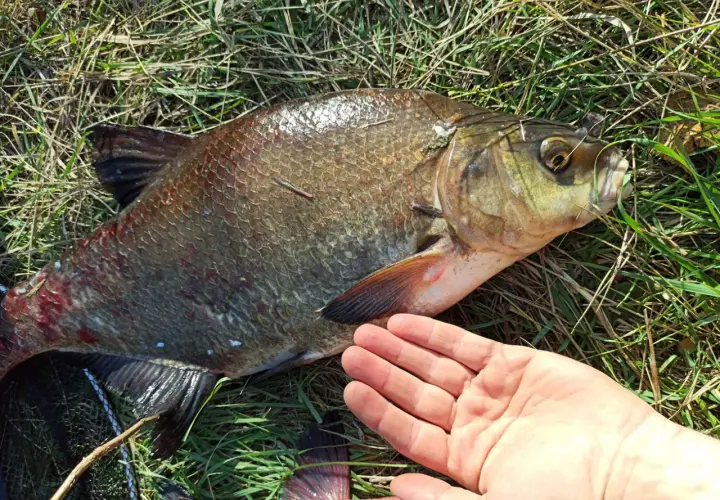 Duży karp leży na trawie, obok ludzka dłoń. Widać haczyk w pysku ryby, co sugeruje, na co bierze karp.