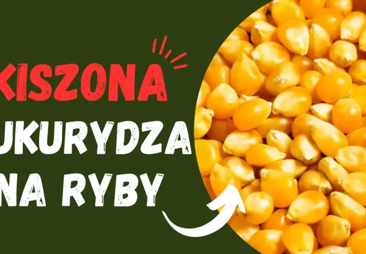 Jak kisić kukurydzę na ryby, aby przyciągnąć największe okonie