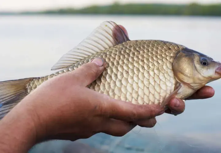 Dłoń trzyma świeżo złowionego karasia rybę. Ryba ma łuski i płetwy. W tle widać wodę i zieleń.