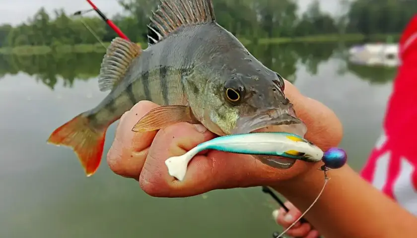 Okoń złapany na spinning, trzymany w dłoni z przynętą w pysku.
