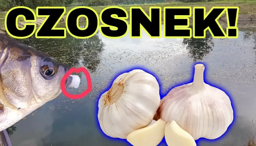 Czosnek na jakie ryby – skuteczne przynęty, które przyciągną ryby