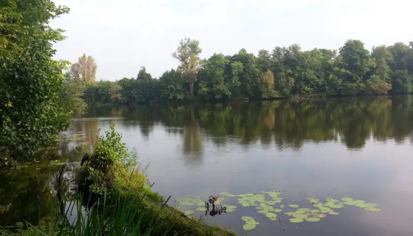 Spokojne jezioro Rokola otoczone bujną zielenią drzew, z liliami wodnymi na powierzchni.