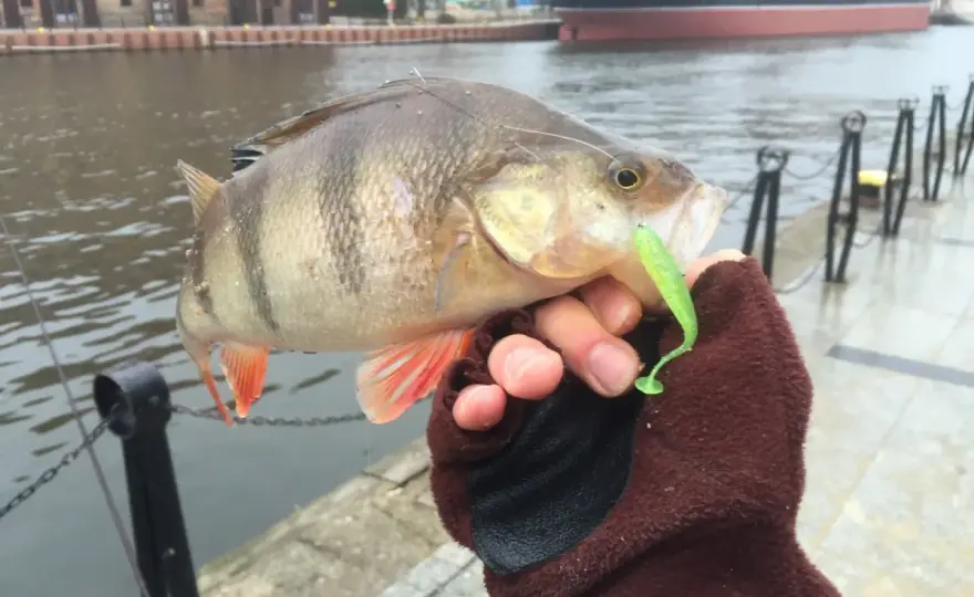 Dropshot - łów ostrożne ryby. Sprzęt, montaż, prowadzenie.