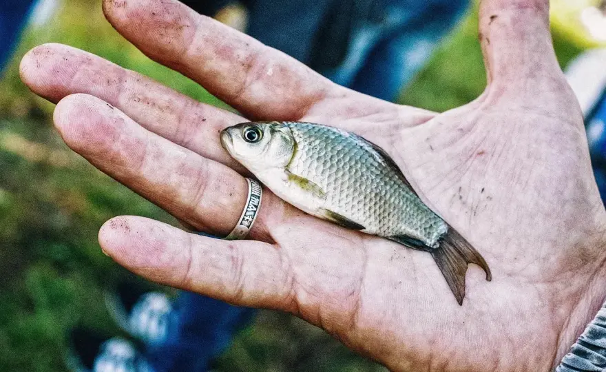 Wanilia na jakie ryby? Odkryj skuteczne przynęty i triki wędkarskie