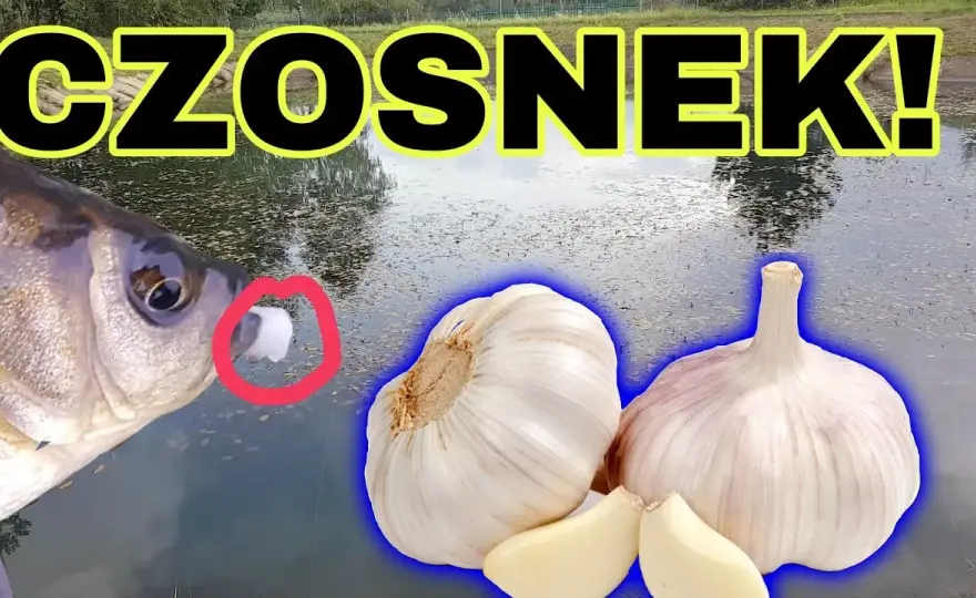 Czosnek na jakie ryby – skuteczne przynęty, które przyciągną ryby
