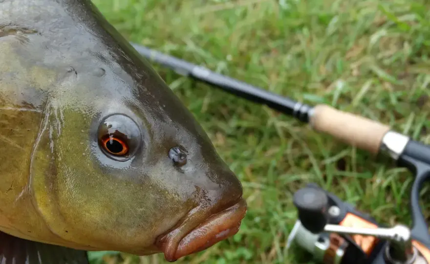 Lin - Naturalna zanęta i przynęty. Łów skuteczniej!