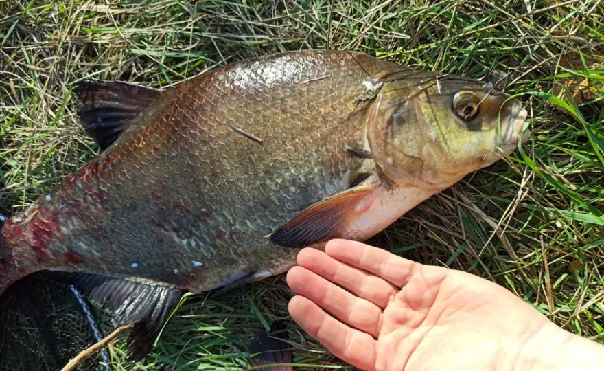 Na co bierze karp? Przynęty, zanęty - dobierz do warunków