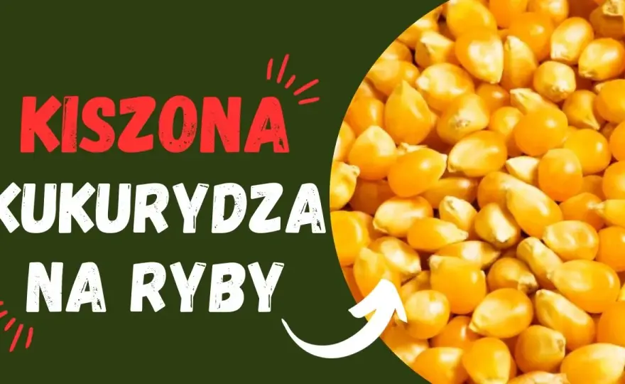 Jak kisić kukurydzę na ryby, aby przyciągnąć największe okonie