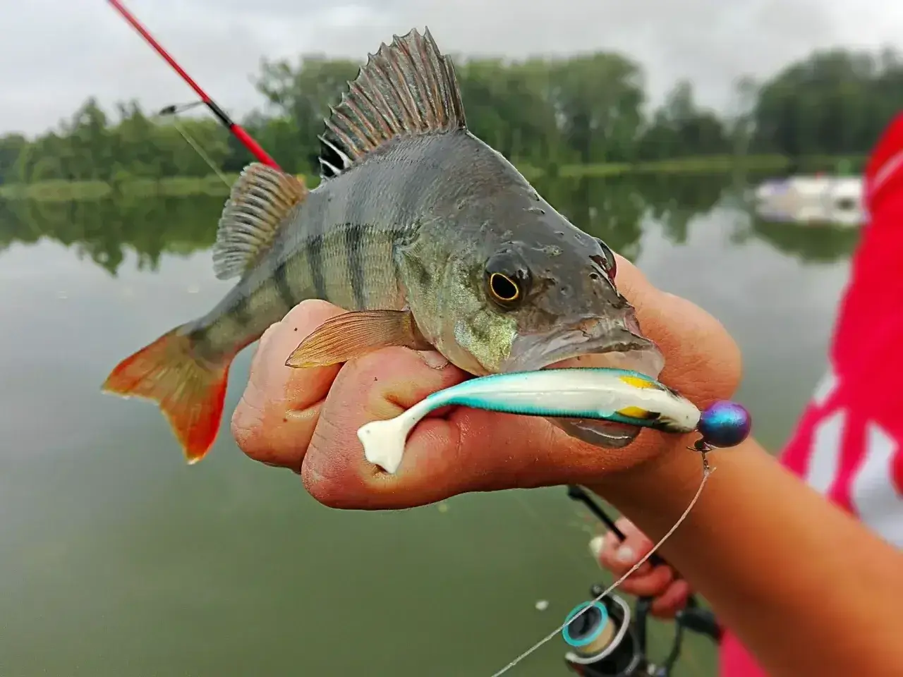 Okoń złapany na spinning, trzymany w dłoni z przynętą w pysku.