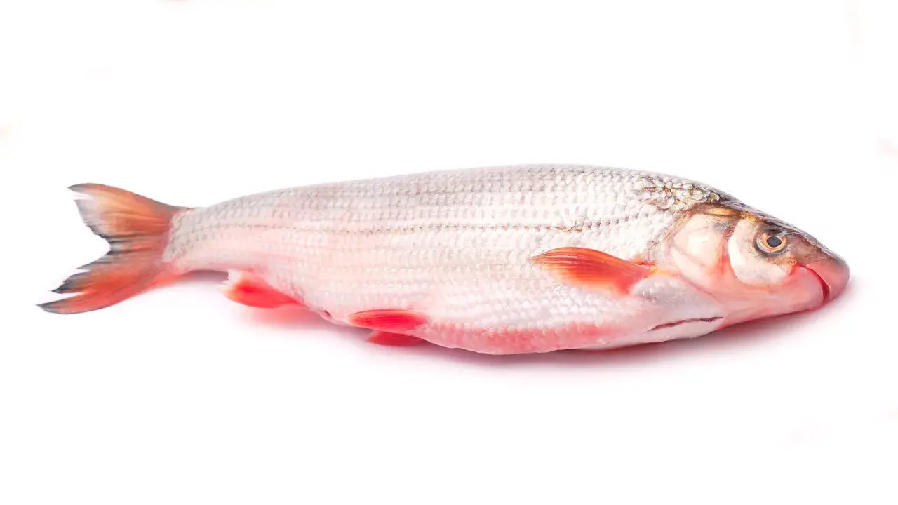 Świeża świnka ryba z czerwonymi płetwami, gotowa do przygotowania pysznego dania.