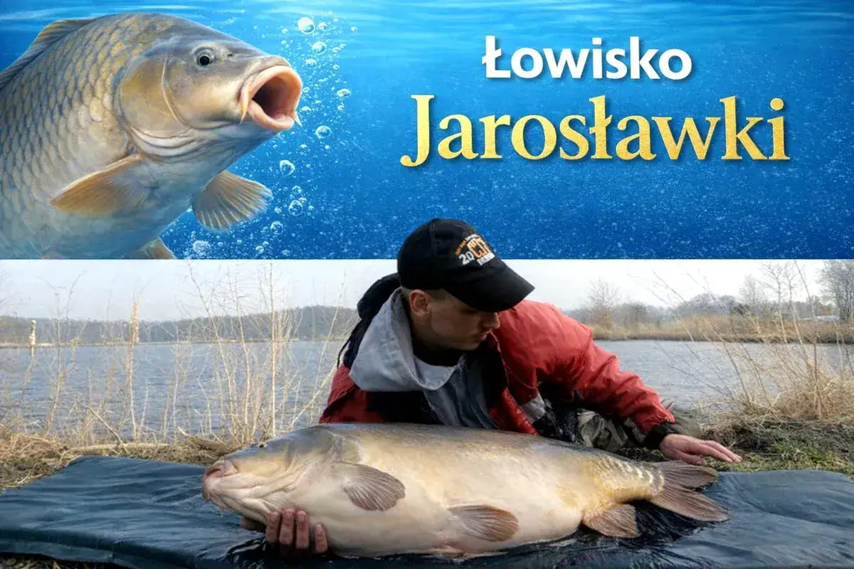 Wędkarz z okazałym karpiem na łowisku Jarosławki. Komercja wędkarska przynosi satysfakcję.