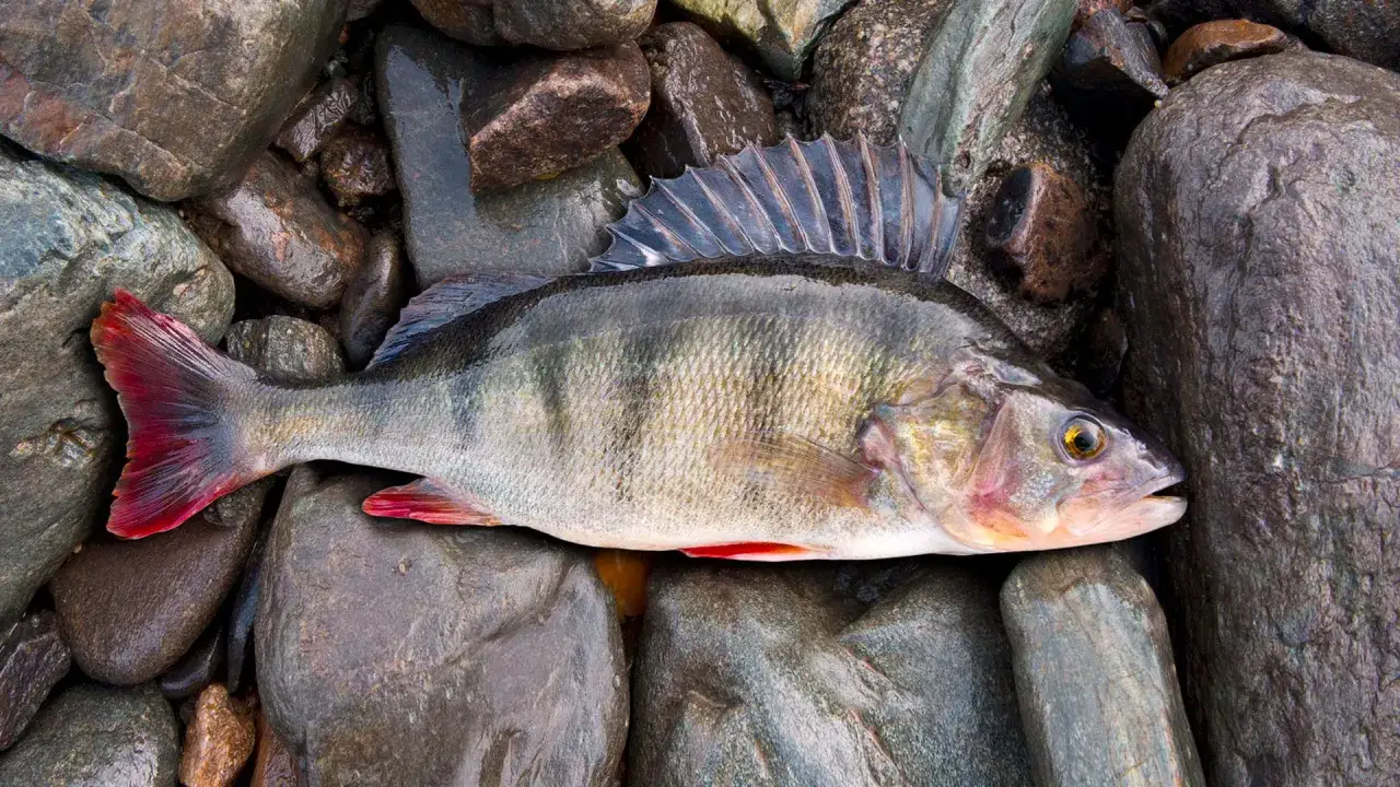 Oto piękny bass ryba, świeżo złowiony, leżący na mokrych kamieniach.