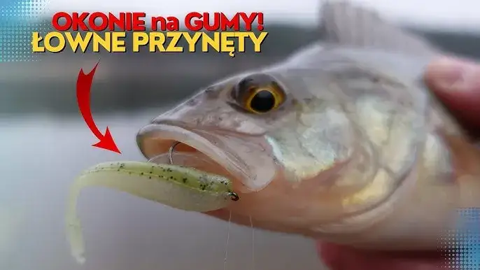 Zdjęcie Skuteczne przynęty jaskółki: jak je wykorzystać na ryby?