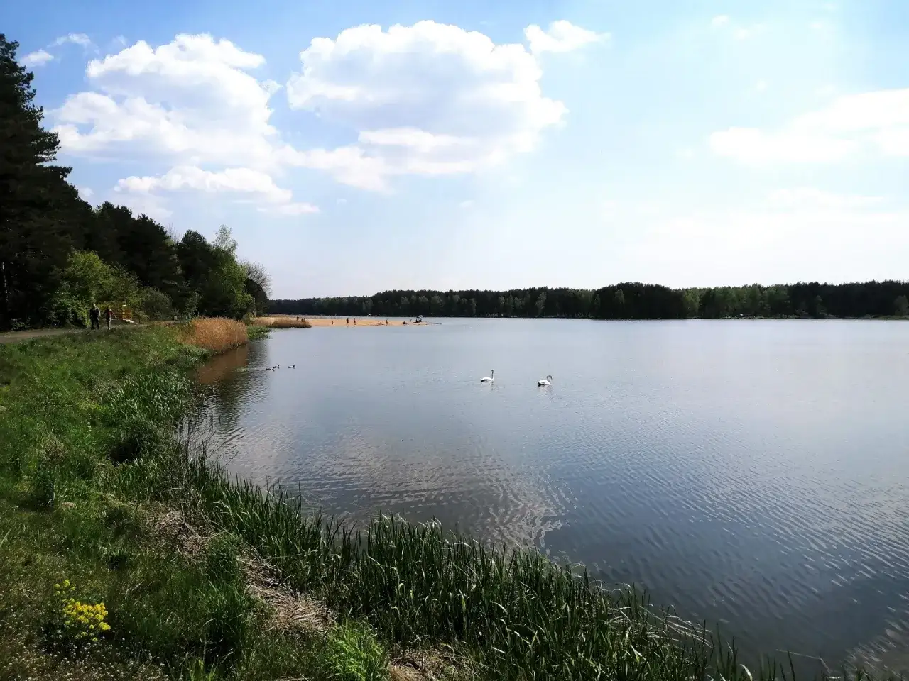 Spokojny zalew zielona otoczony lasem, z dwoma łabędziami pływającymi po wodzie i ludźmi odpoczywającymi na piaszczystej plaży.