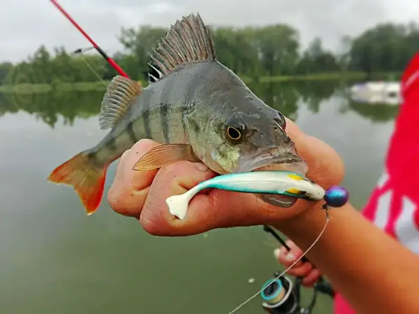 Okoń złapany na spinning, trzymany w dłoni z przynętą w pysku.